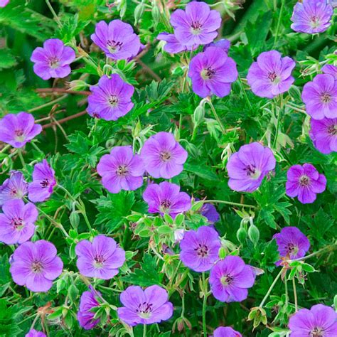 jer'ay|Geranium 'Rozanne' .